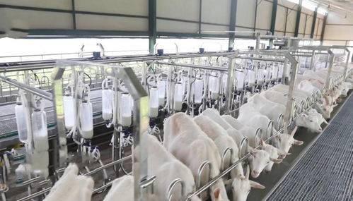 溯源冠羚羊行的原料產(chǎn)地 陜西的自然饋贈(zèng)